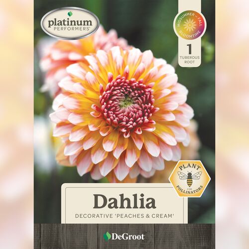 Decorative Dahlia - Peaches & Cream 1 Tuberous Root