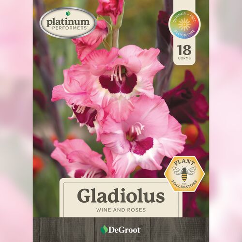 Gladiolus - 'Wine & Roses' 18 Corms