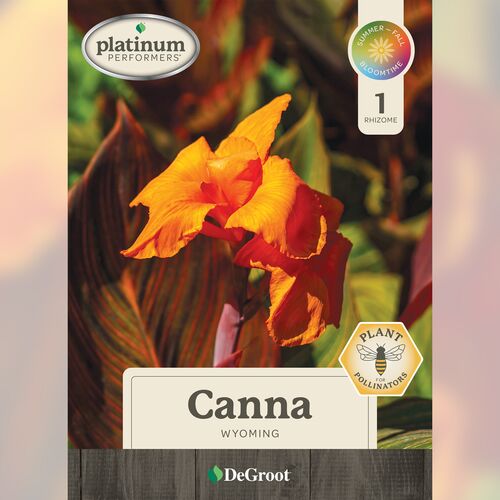 Canna - Wyoming