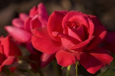 Easy Elegance Roses