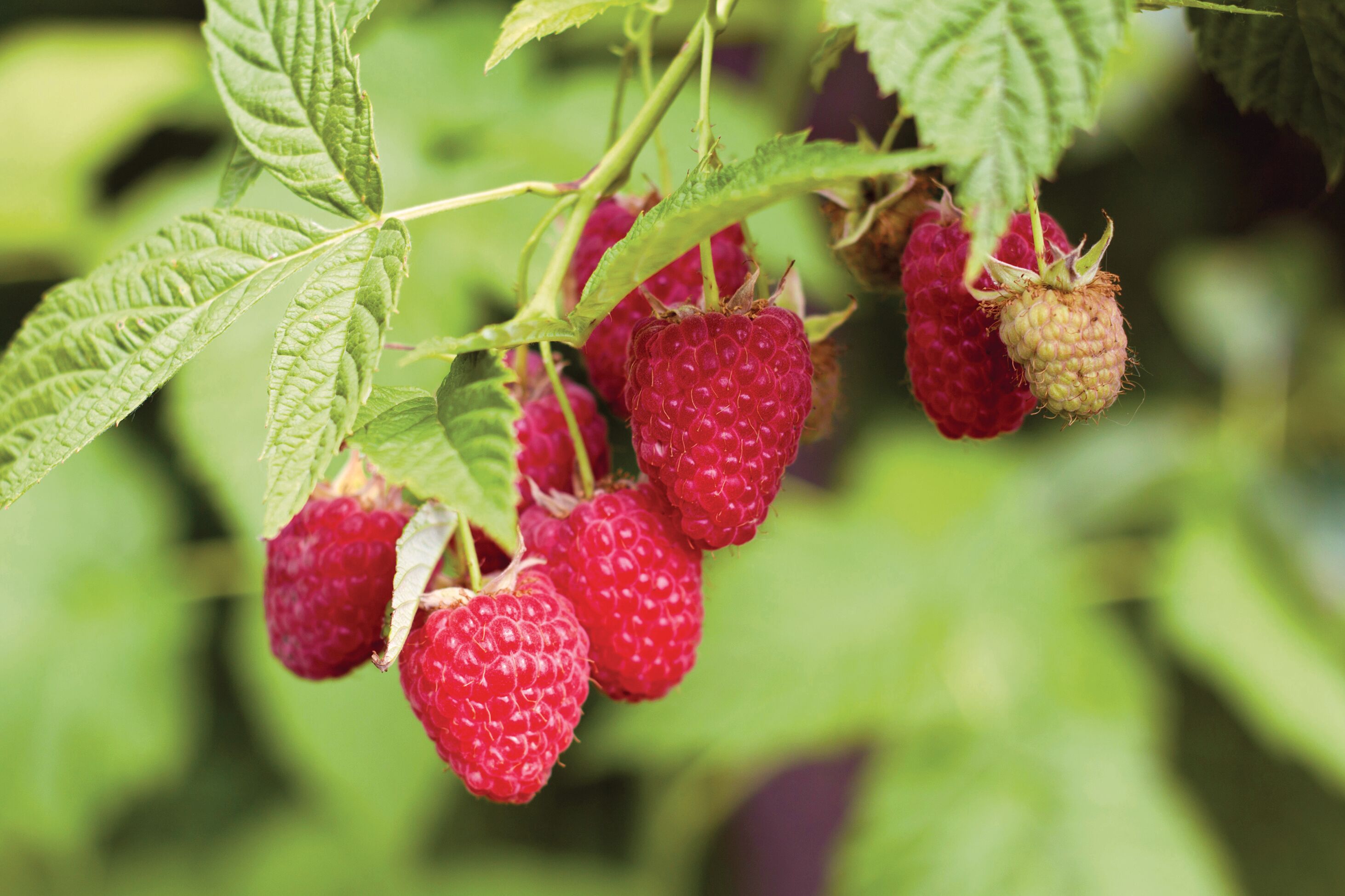 DeGroot Raspberry - Heritage Red
