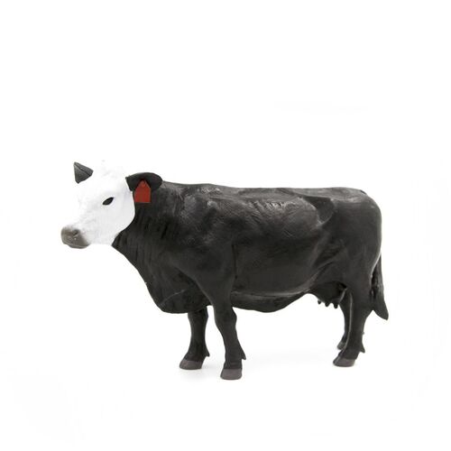Black White Face Cow