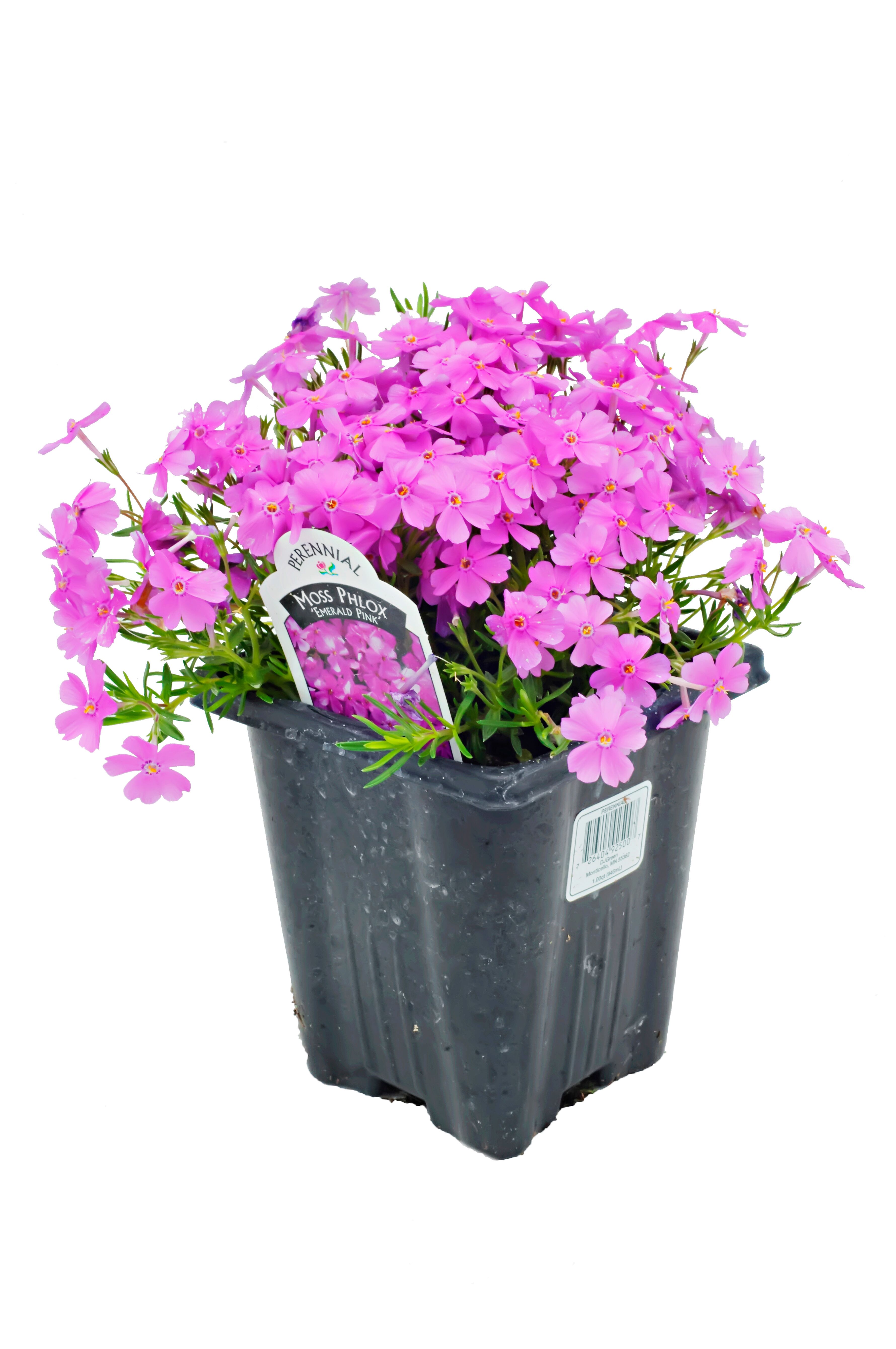 La Crosse Seed Special Waterway Mixture 50 lb Bag