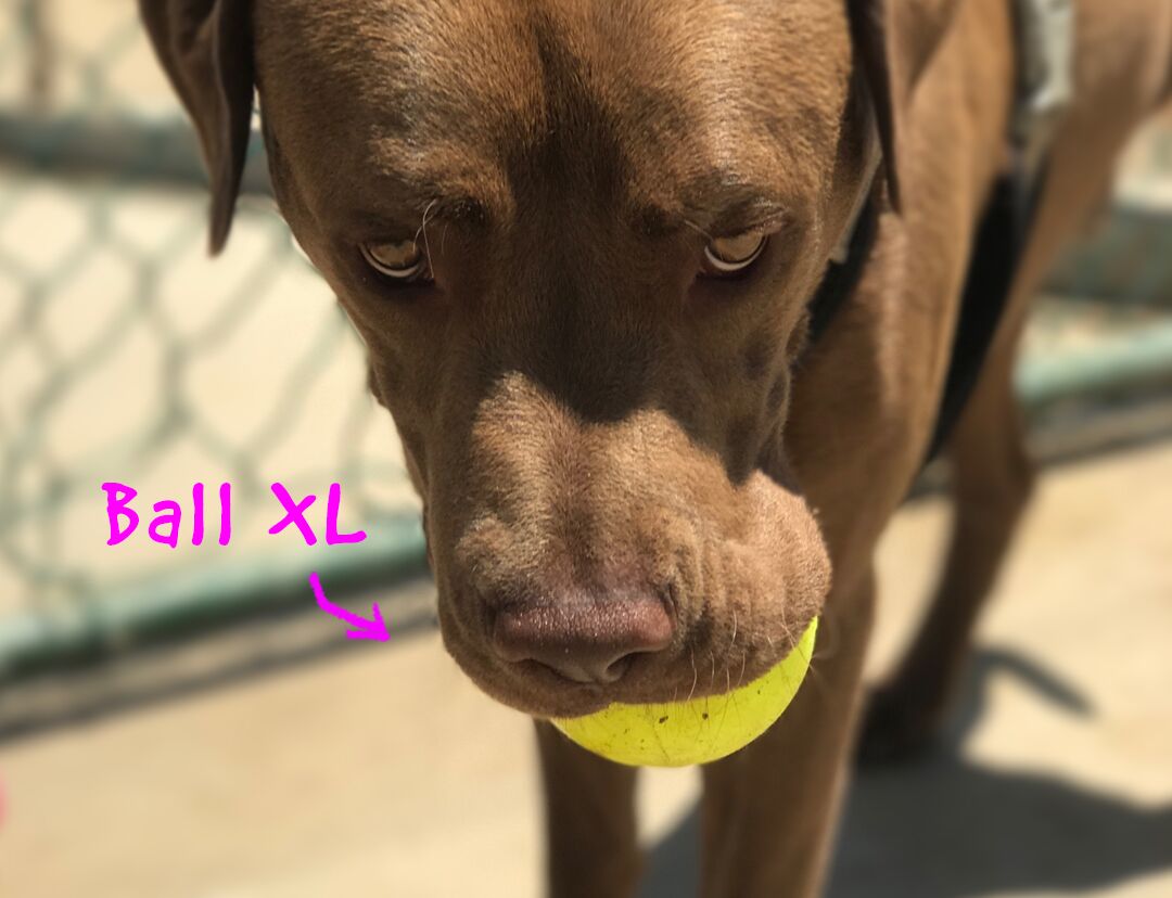 Ball XL Dog Toy