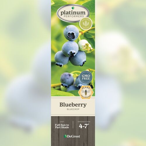 Blueberry - Bluecrop
