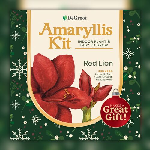 Red Lion Amaryllis Plant Gift Kit