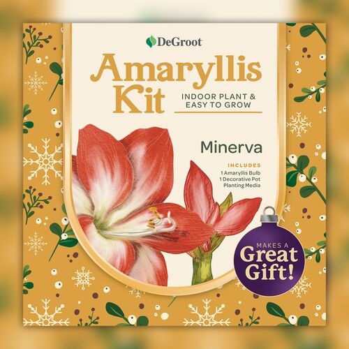 Minerva Amaryllis Plant Kit