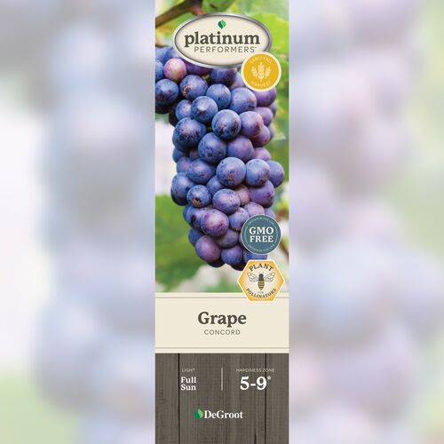 Grape - Concord