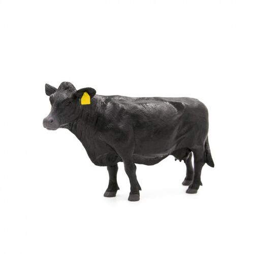 Angus Cow