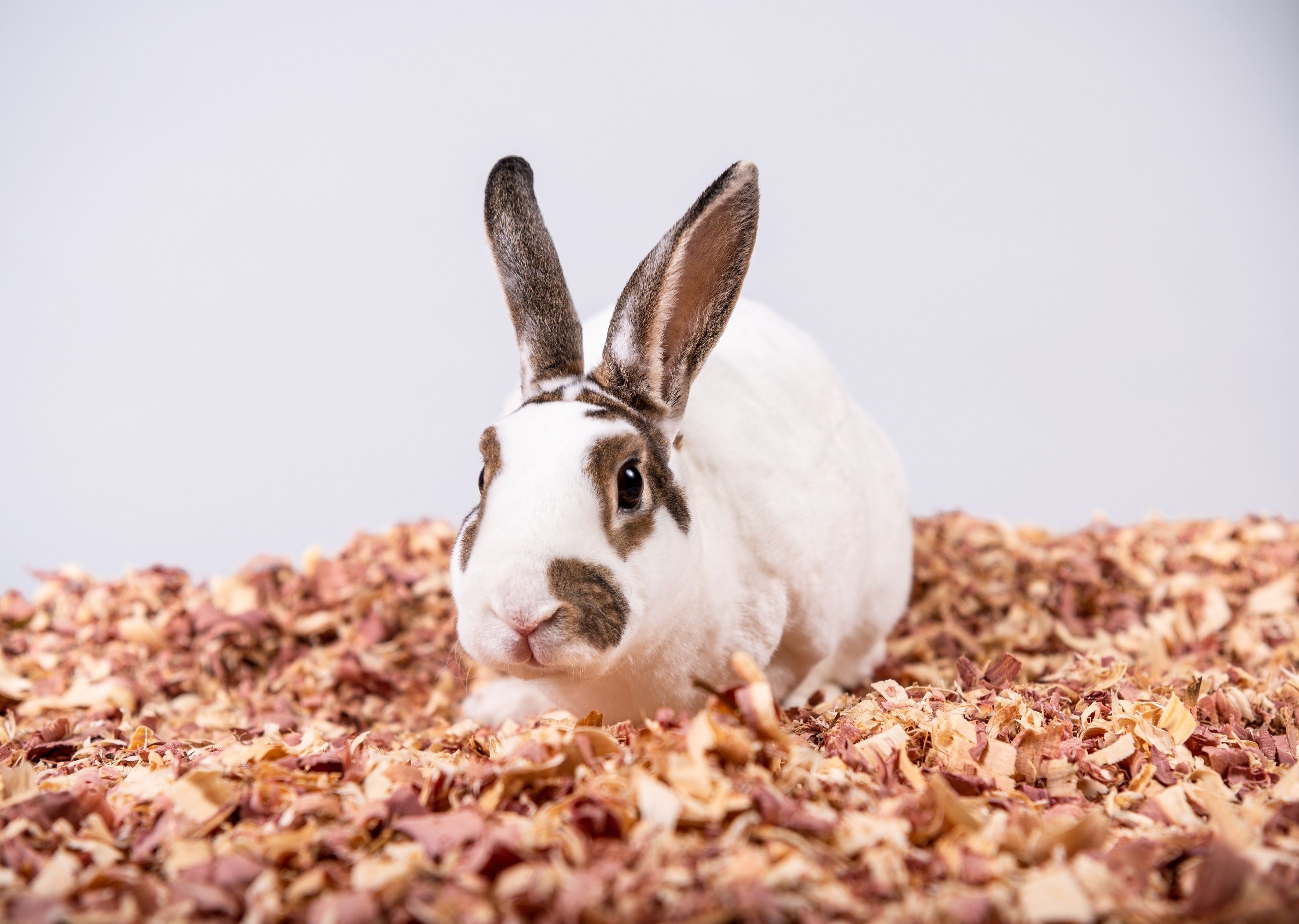 Pet's Pick Red Cedar Bedding