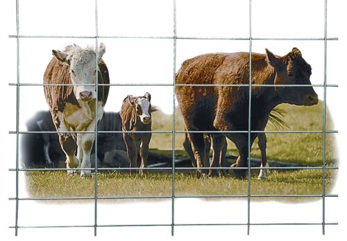50" Wire Cattle Panel
