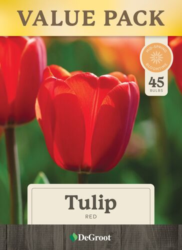 Darwin Red Tulips - 45 Bulbs